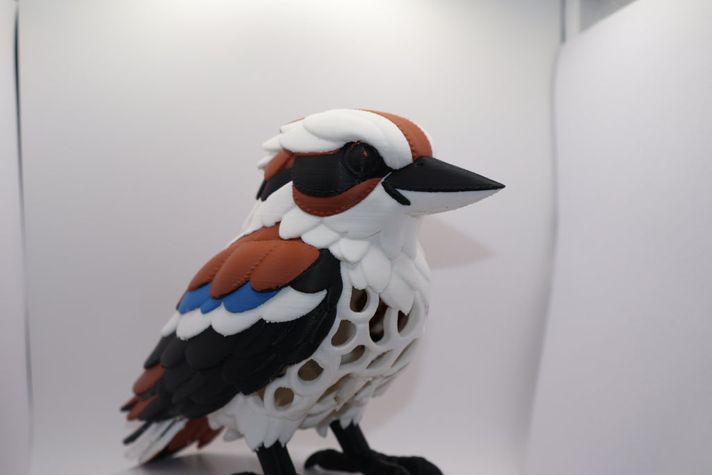 Kookaburra