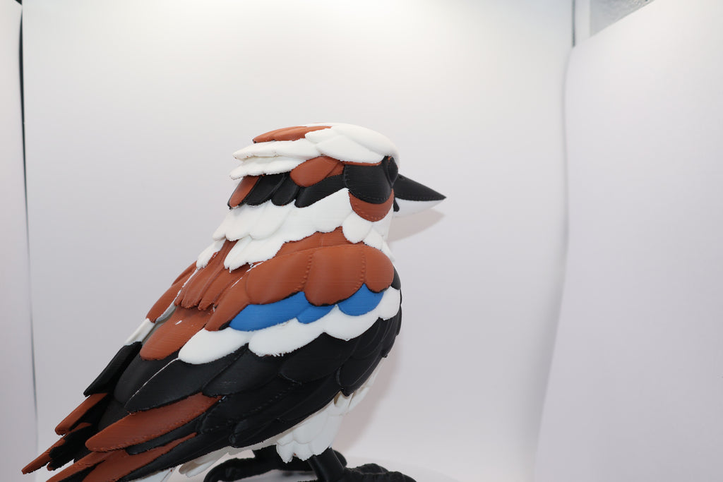 Kookaburra