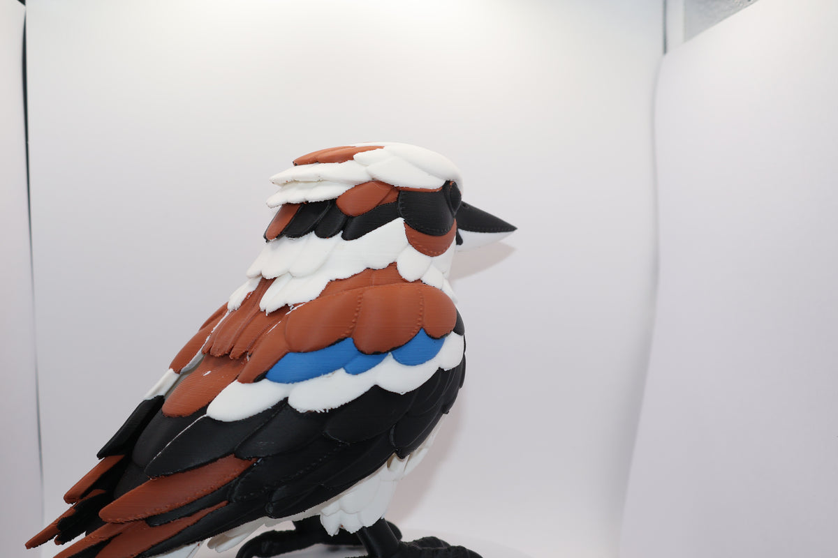 Kookaburra