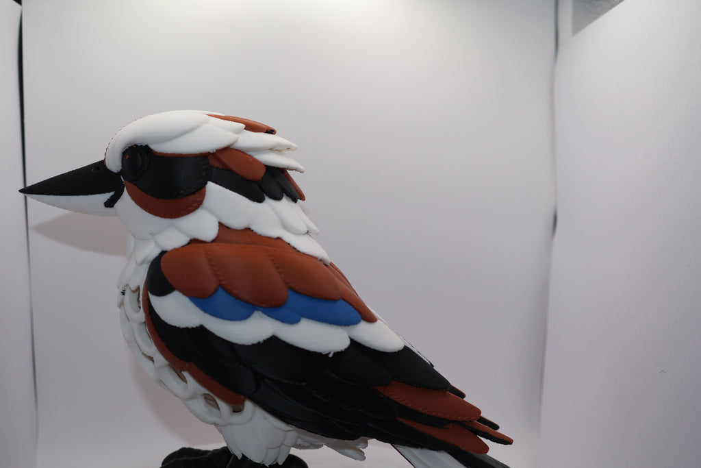 Kookaburra