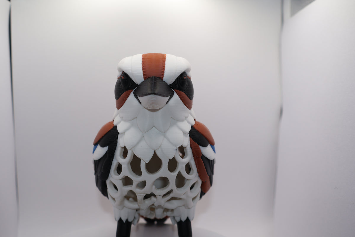 Kookaburra