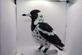Magpie lark