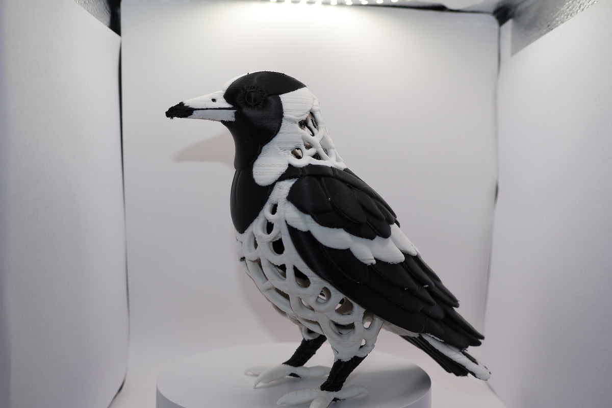 Magpie lark