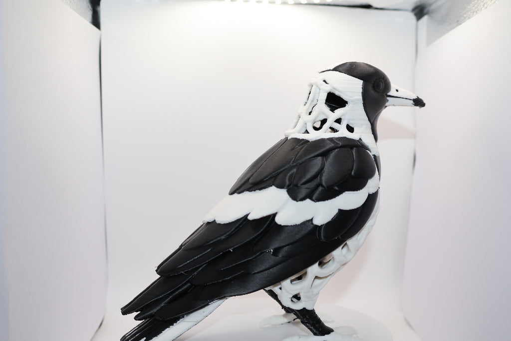 Magpie lark