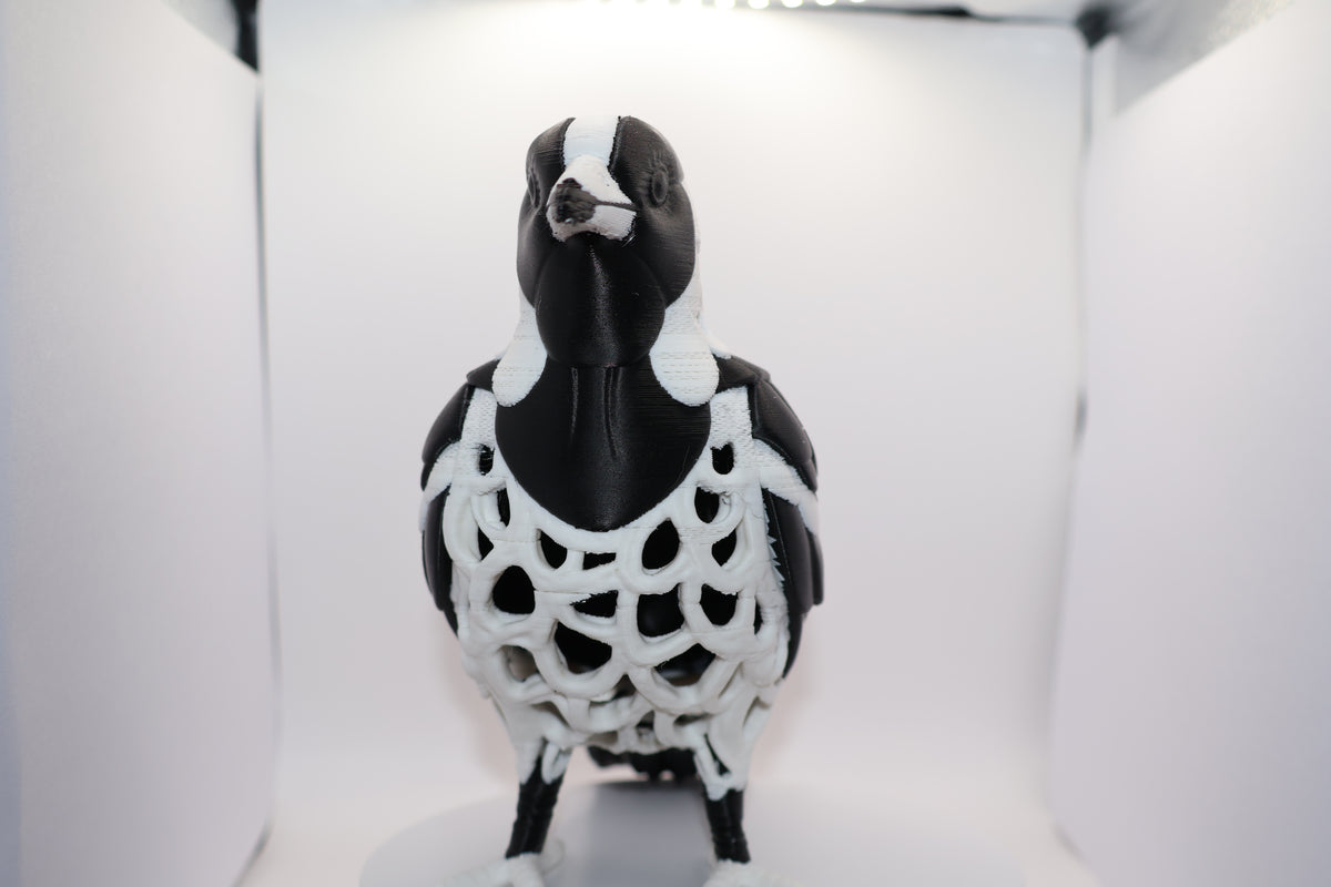 Magpie lark