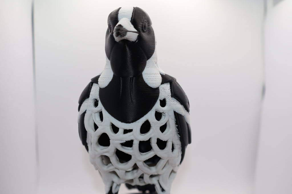 Magpie lark
