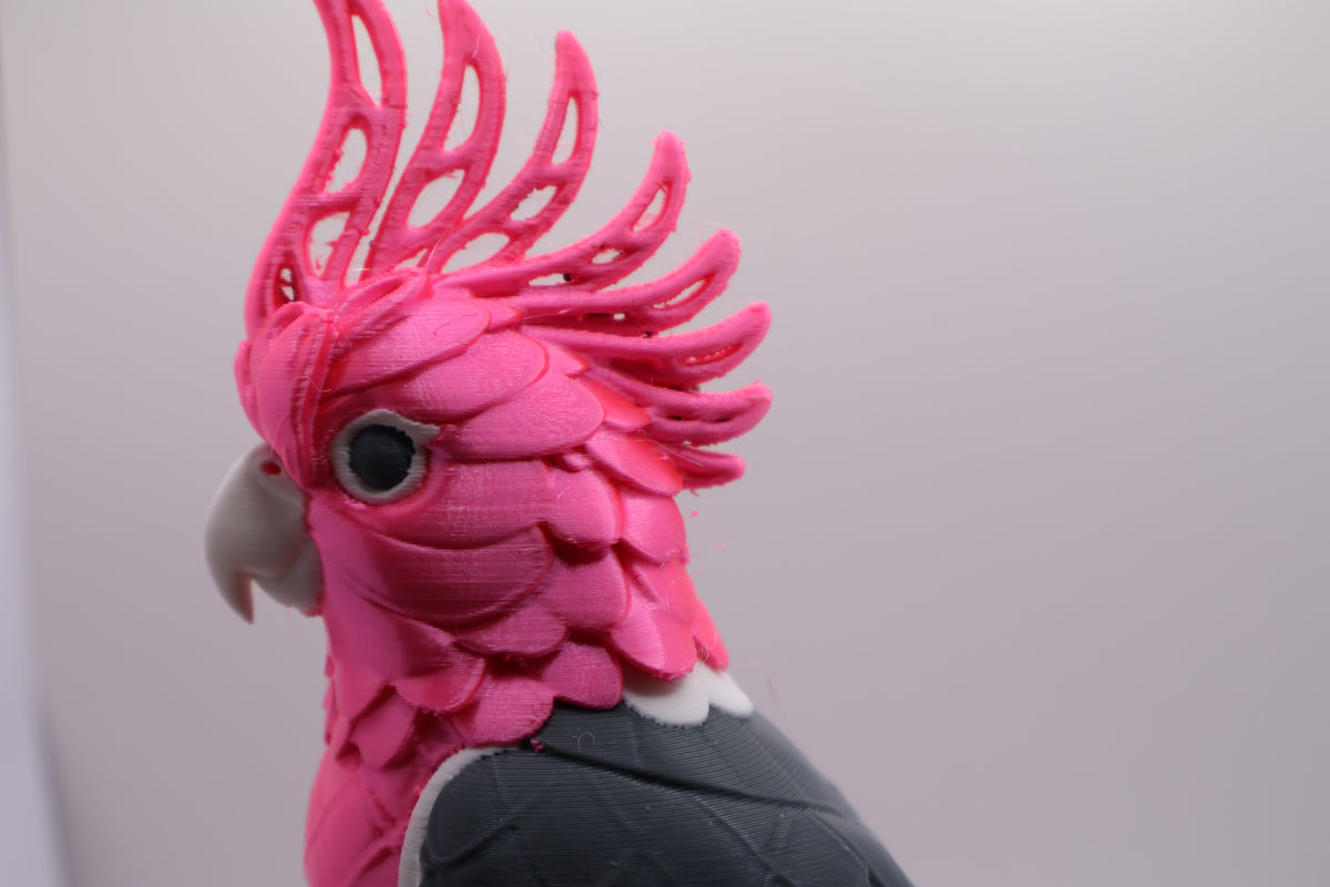 Pink cockatoo