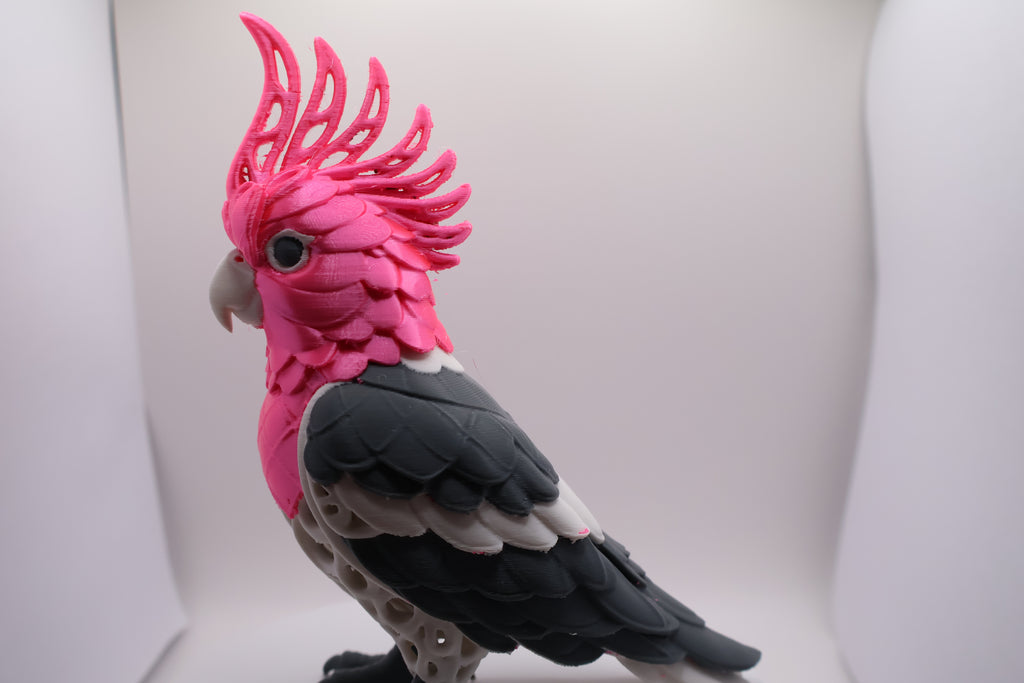 Pink cockatoo