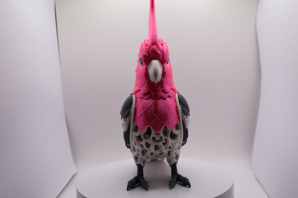 Pink cockatoo