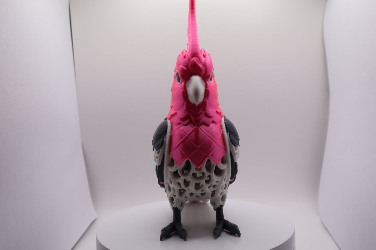 Pink cockatoo