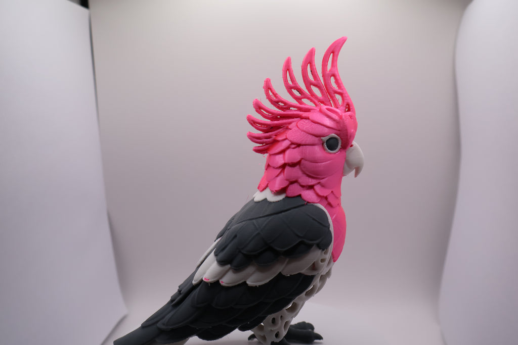 Pink cockatoo