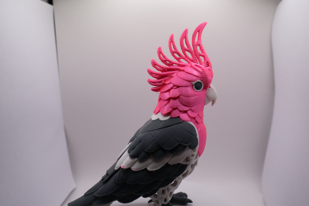 Pink cockatoo
