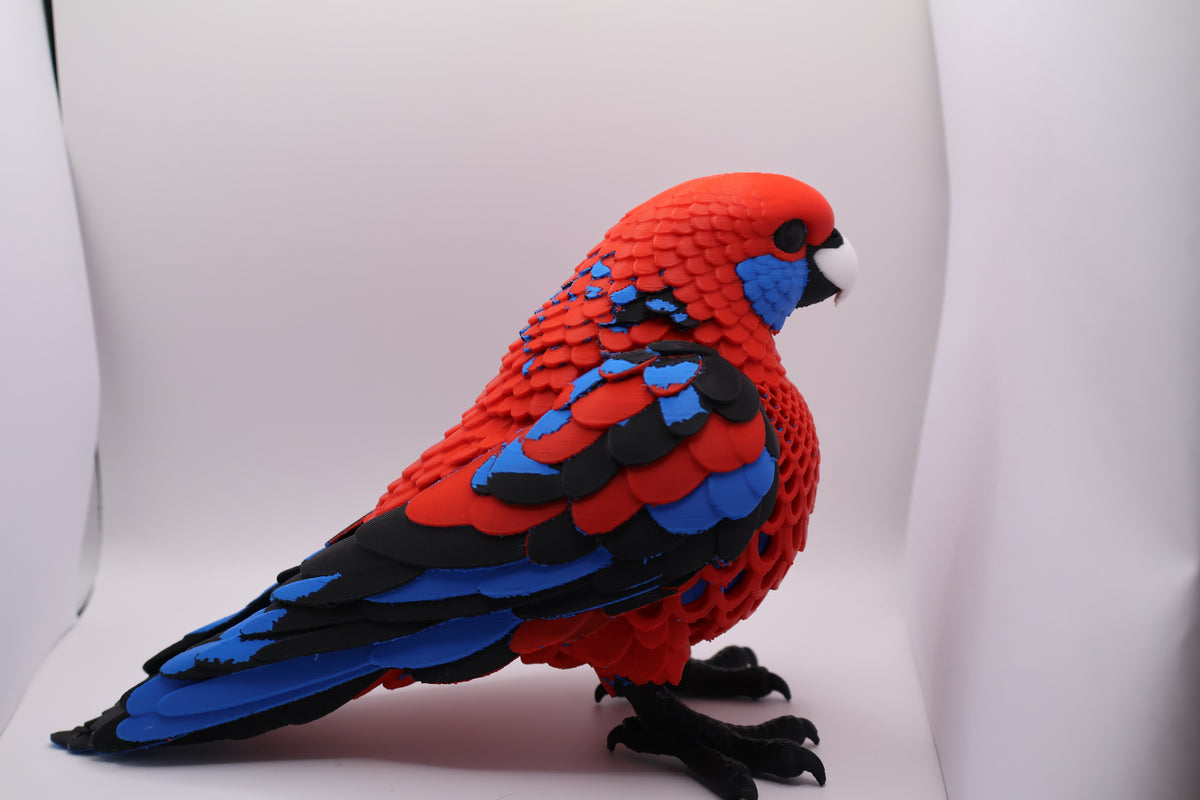 Crimson Rosella