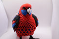 Crimson Rosella