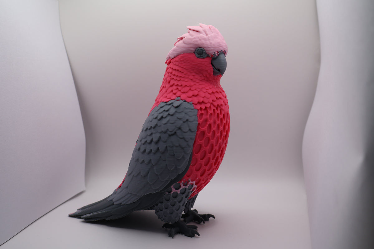 Galah